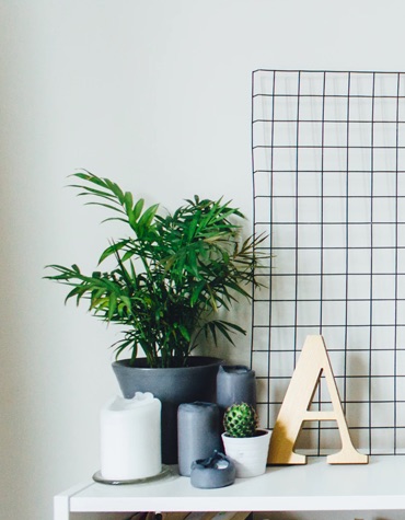 view of table with plants and candles against a wall